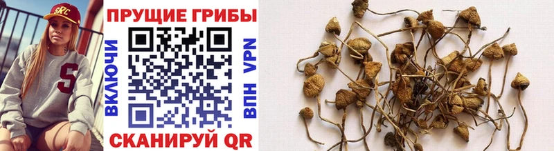 Купить где  Калининск  Галлюциногенные грибы GOLDEN TEACHER 